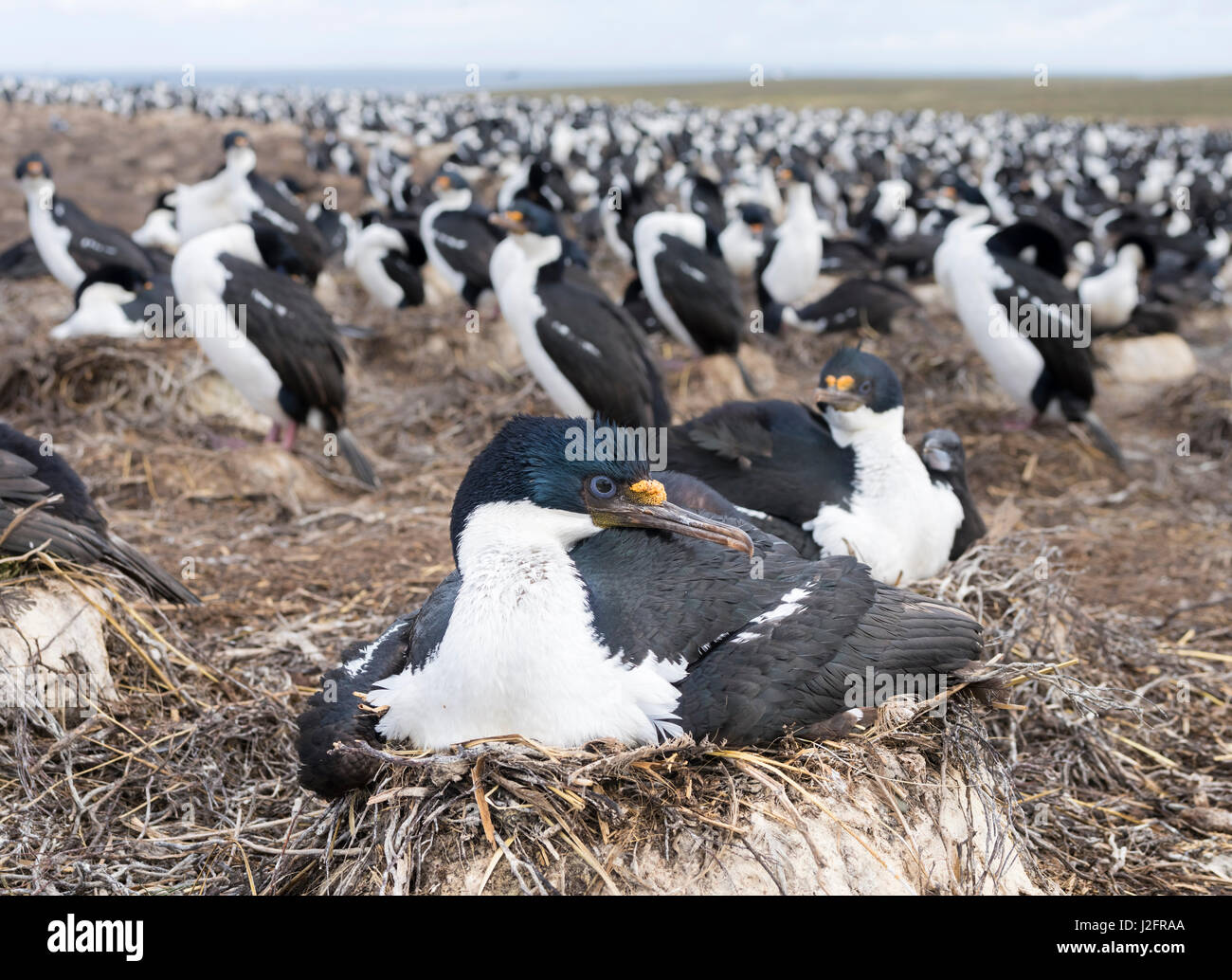 Imperial Shag also called King Shag, blue-eyed Shag, blue-eyed Cormorant (Phalacrocorax atriceps or Leucarbo atriceps) in a huge rookery. (Large format sizes available) Stock Photo