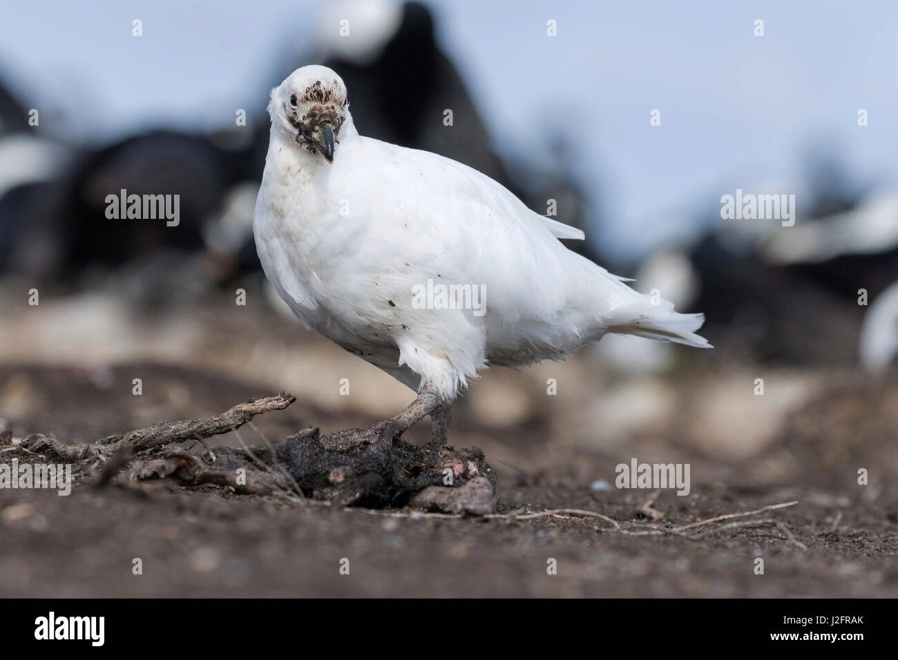 Snowy sheathbill (Chionis alba) also called greater sheathbill, pale-faced sheathbill and paddy. Feeding on a dead chick of a Imperial Shag. Sheathbills are typical scavengers in Antarctica and Subantarctic. Stock Photo