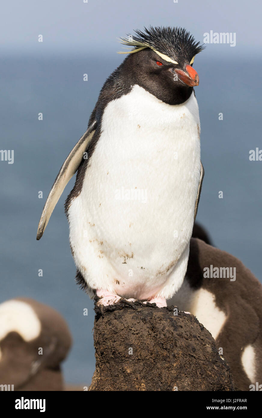 Rockhopper penguin (Eudyptes chrysocome), subspecies southern rockhopper penguin. Falkland Islands Stock Photo