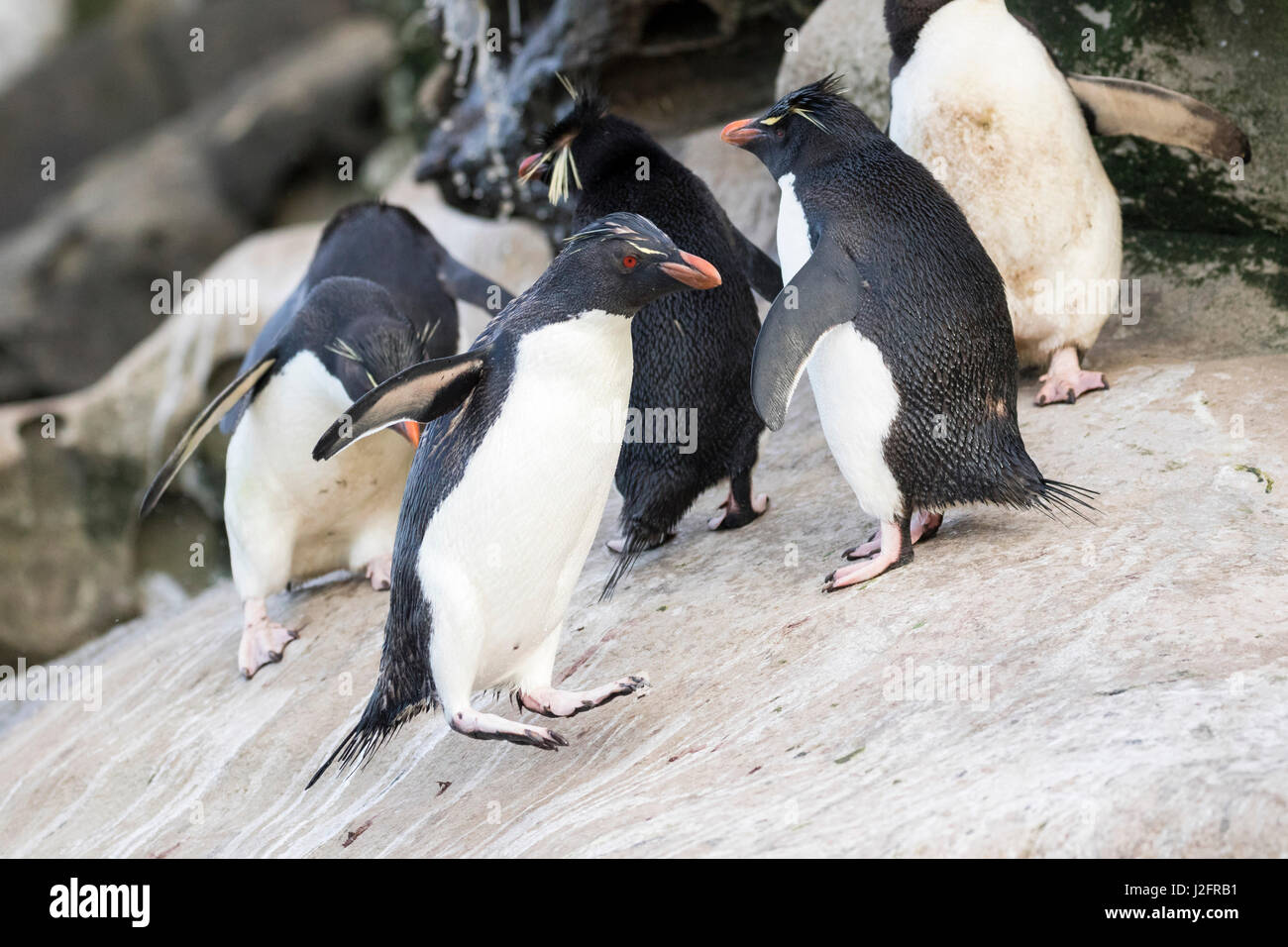 Penguins climbing up a steep cliff to their rookery. Rockhopper penguin (Eudyptes chrysocome), subspecies southern rockhopper penguin. Stock Photo
