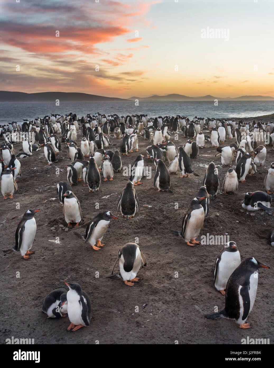 Gentoo Penguin (Pygoscelis papua) on the Falkland Islands, rookery. (Large format sizes available) Stock Photo