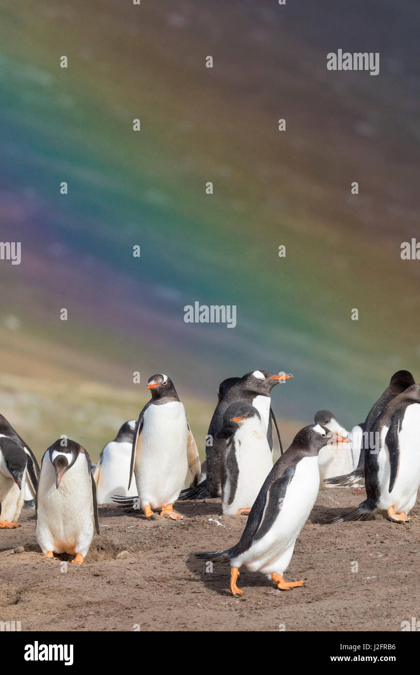 Gentoo Penguin (Pygoscelis papua) on the Falkland Islands, rookery under a rainbow. Stock Photo