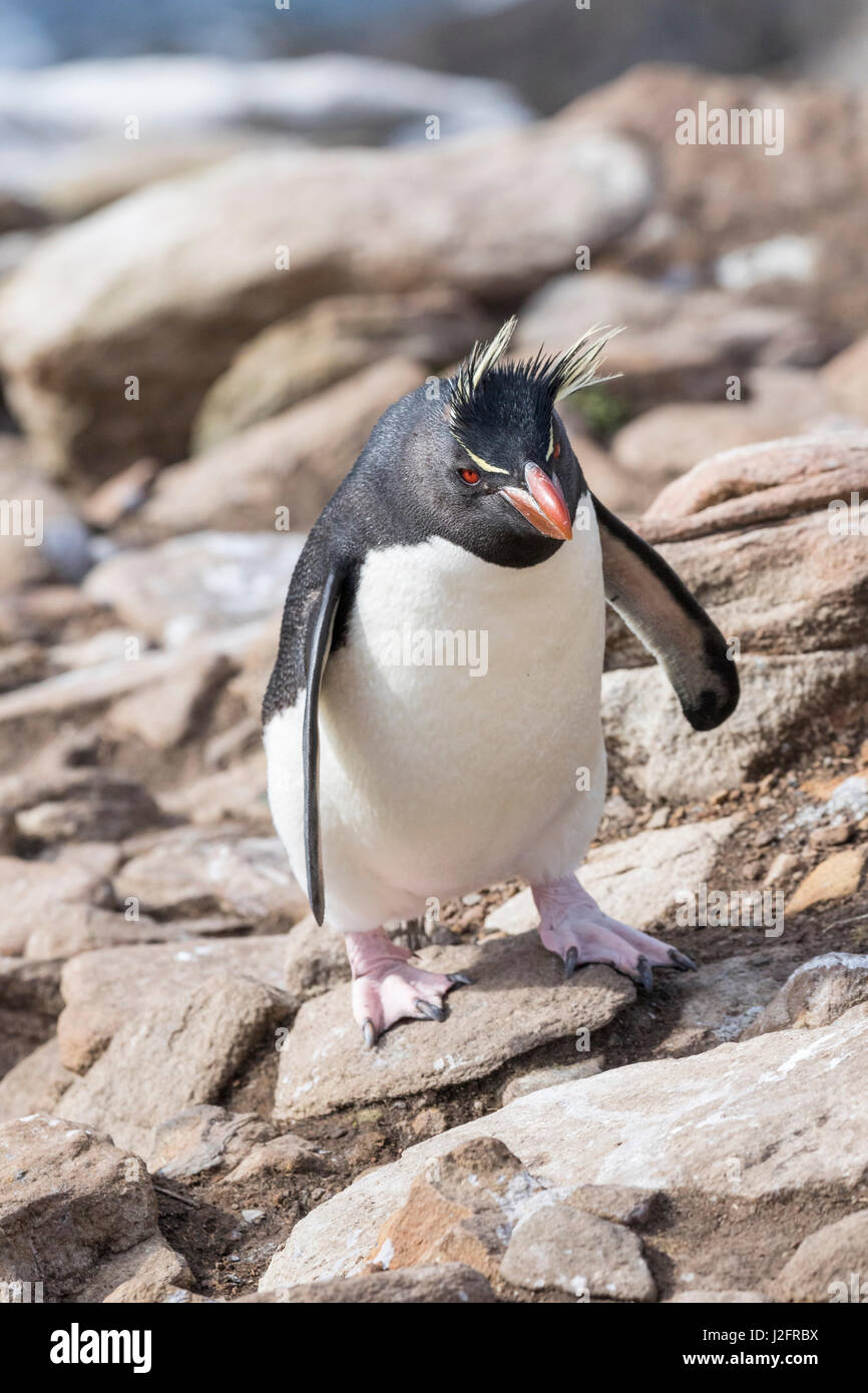 Penguins climbing up a steep cliff to their rookery. Rockhopper penguin (Eudyptes chrysocome), subspecies southern rockhopper penguin. Stock Photo