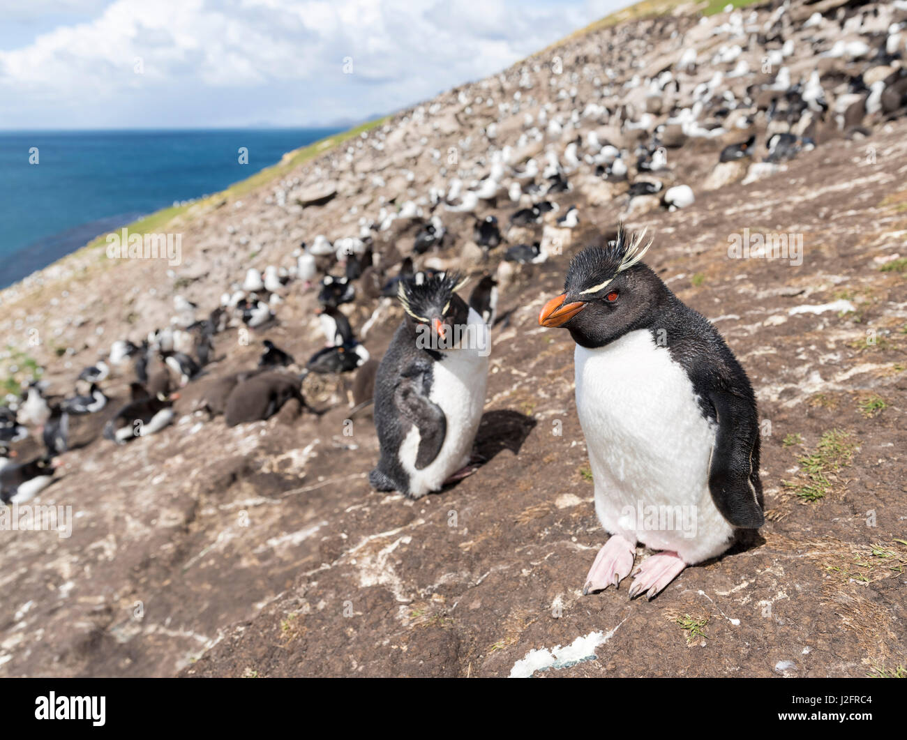 Rockhopper penguin (Eudyptes chrysocome), subspecies southern rockhopper penguin adult close to a rookery. Falkland Islands (Large format sizes available) Stock Photo