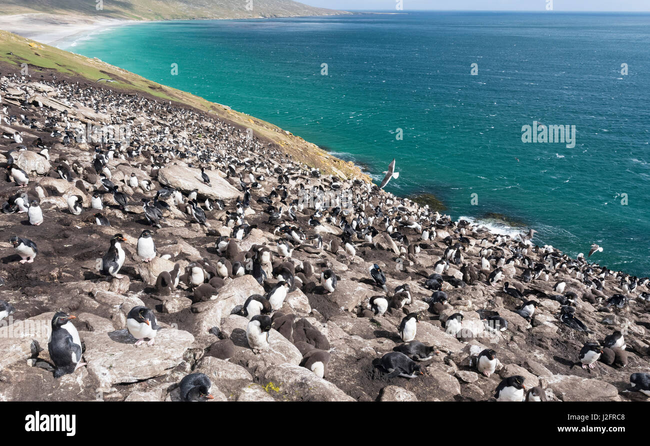 Rockhopper penguin (Eudyptes chrysocome), subspecies southern rockhopper penguin rookery, Falkland Islands (Large format sizes available) Stock Photo