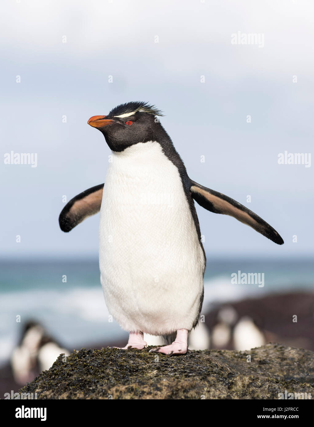 Rockhopper penguin (Eudyptes chrysocome), subspecies southern rockhopper penguin. Falkland Islands (Large format sizes available) Stock Photo