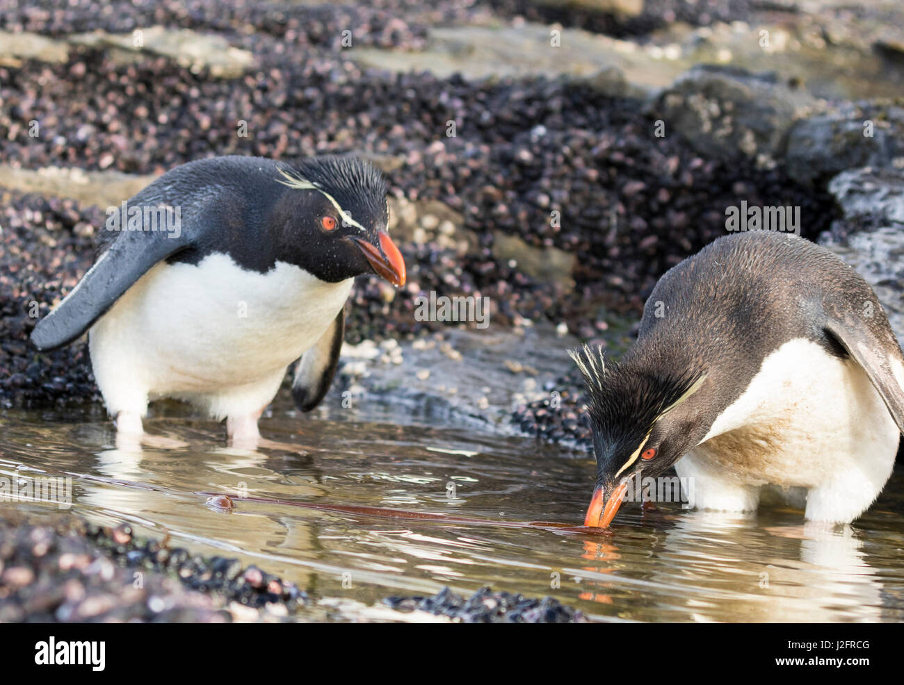 Rockhopper penguin (Eudyptes chrysocome), subspecies southern rockhopper penguin. Stock Photo