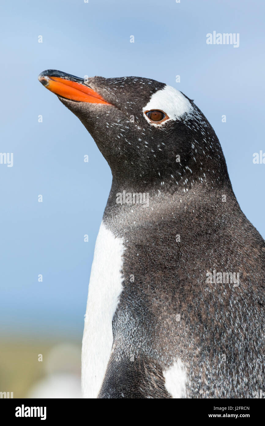 Gentoo Penguin (Pygoscelis papua) on the Falkland Islands. Stock Photo