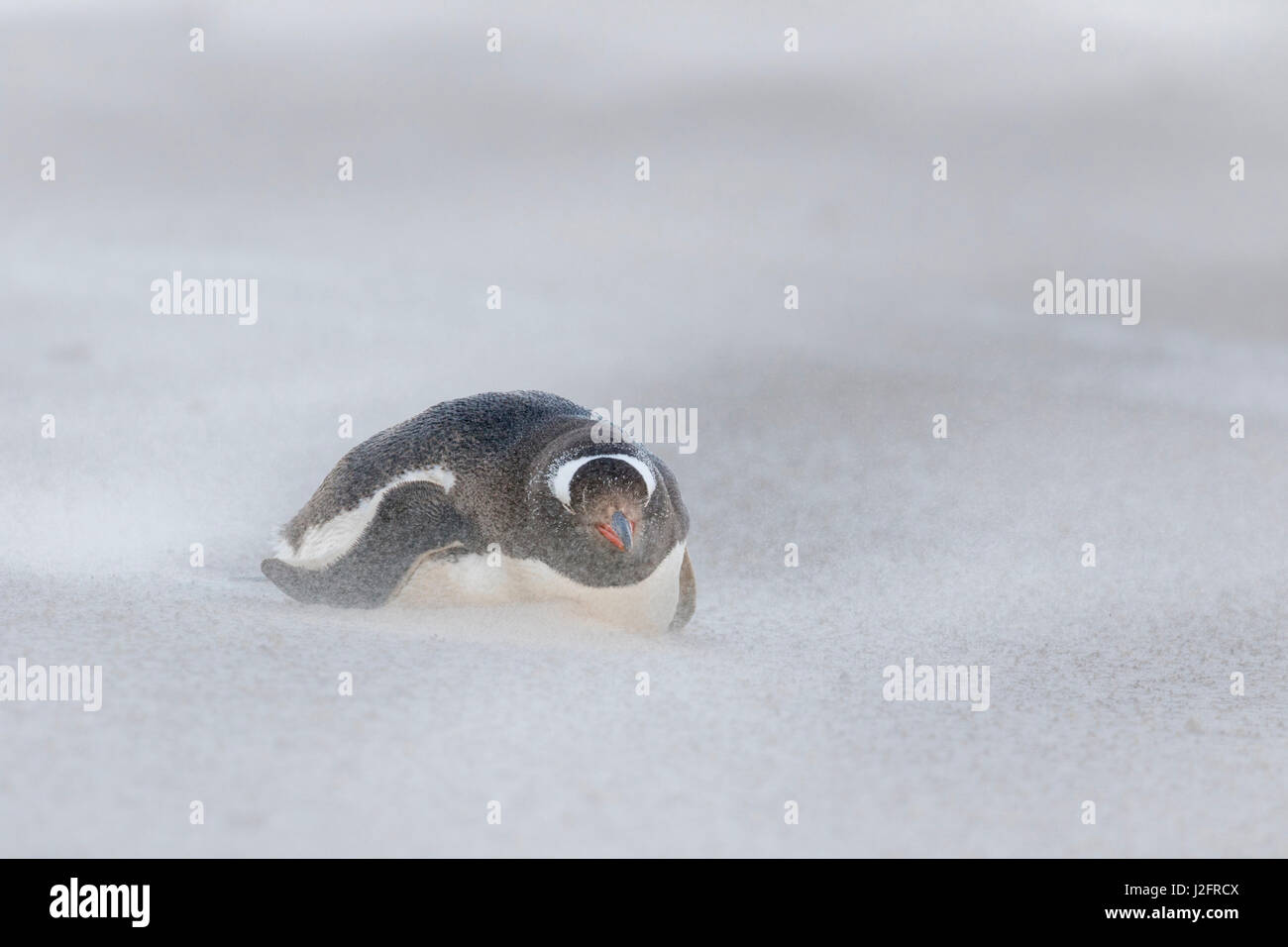 Gentoo Penguin (Pygoscelis papua) on the Falkland Islands, during a sandstorm on a wide sandy beach. Stock Photo