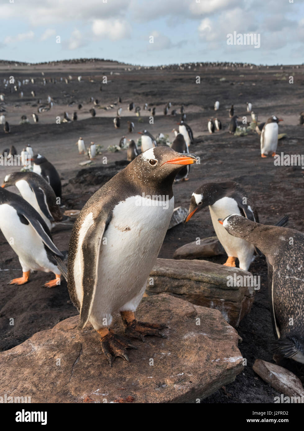 Gentoo Penguin (Pygoscelis papua) on the Falkland Islands. (Large format sizes available) Stock Photo