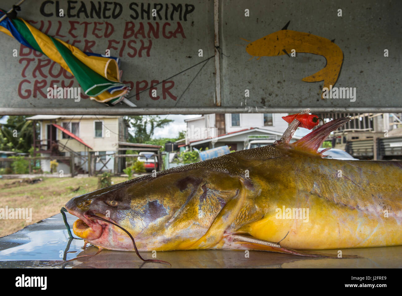Catfish for sale, Guyana Stock Photo Alamy