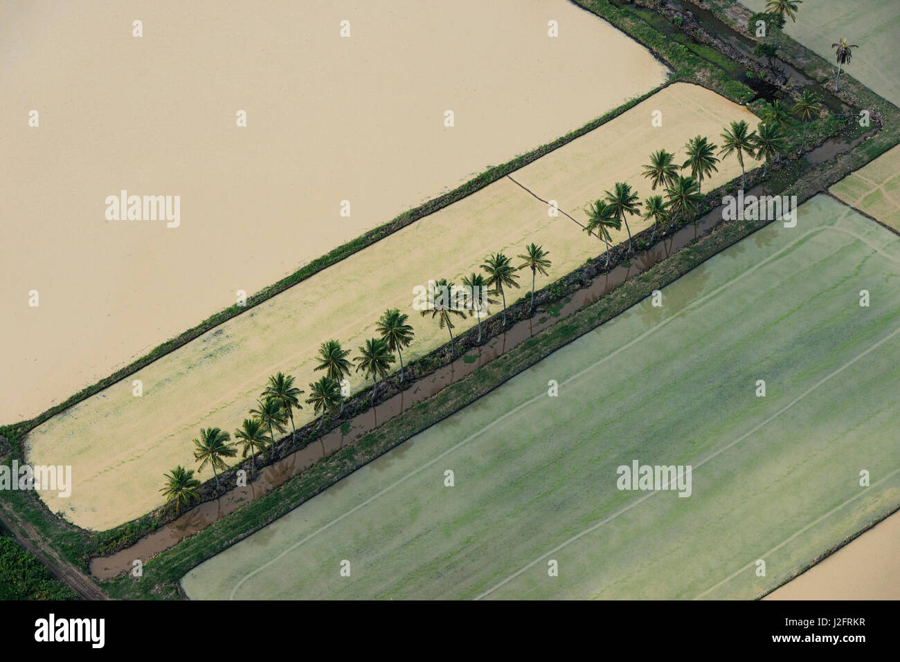 Rice production. Coastal area, Guyana Stock Photo