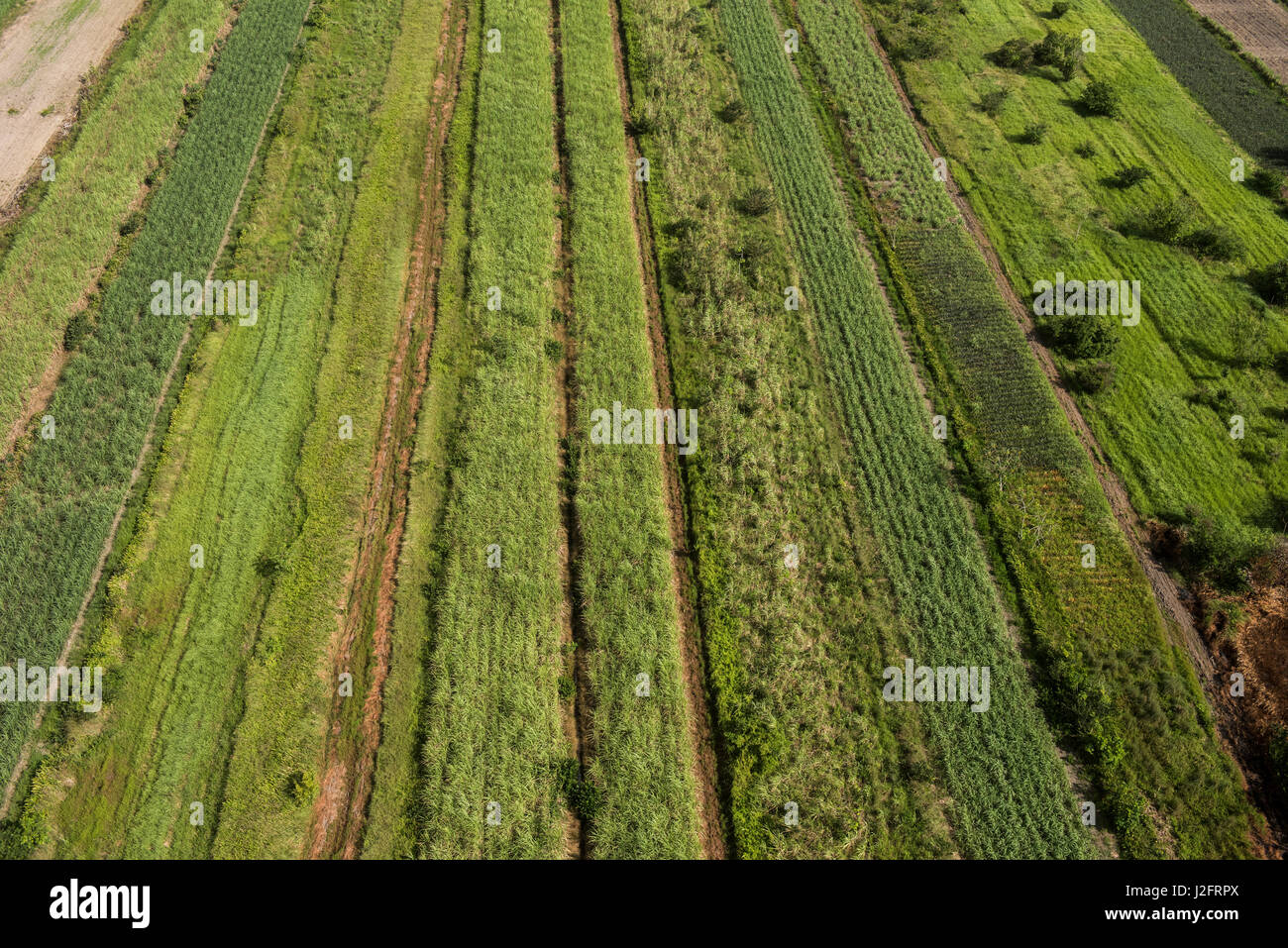 Sugarcane production. Coastal area, Guyana Stock Photo Alamy