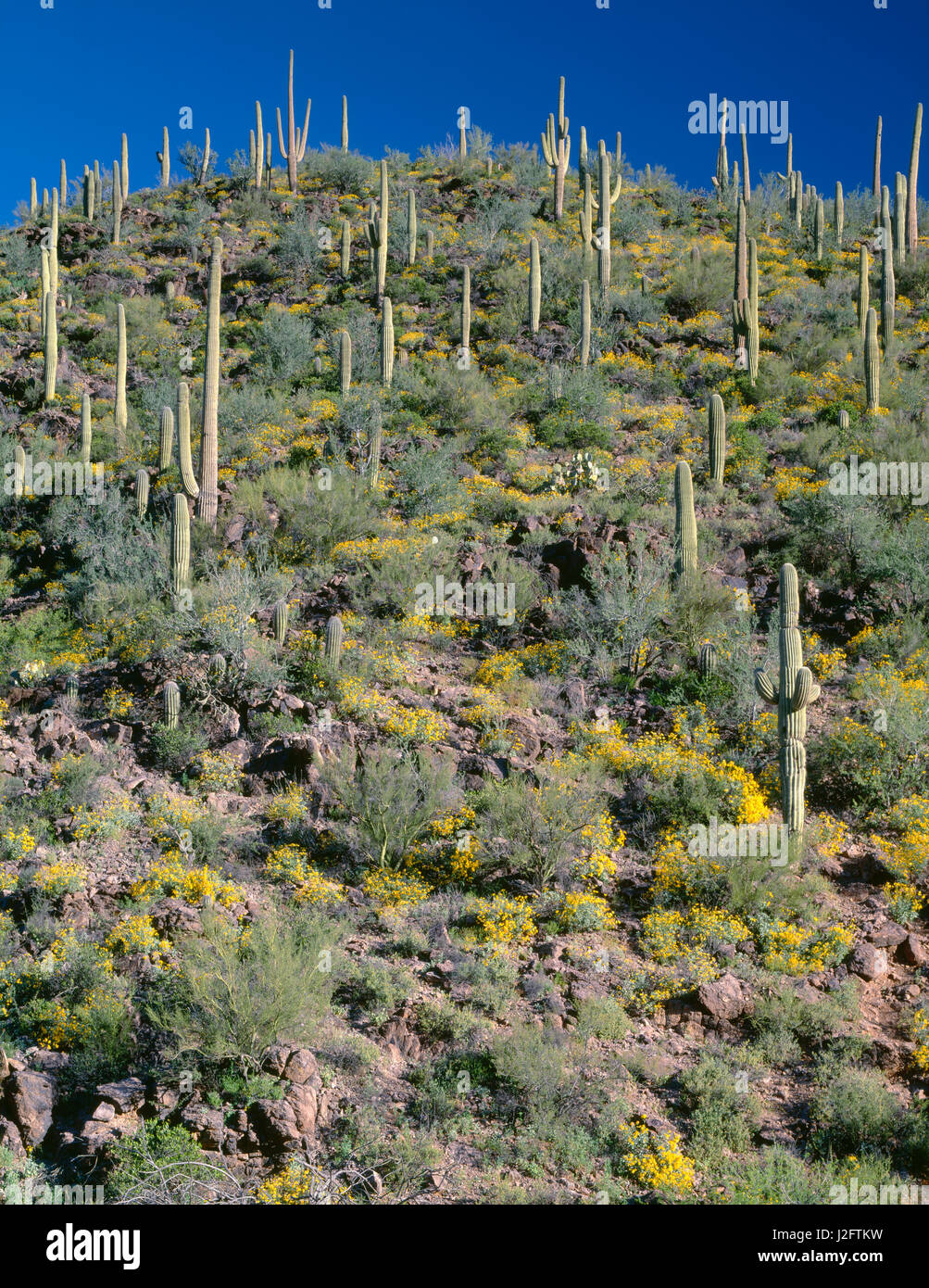 USA, Arizona, Tucson Mountain County Park, Lush spring bloom of