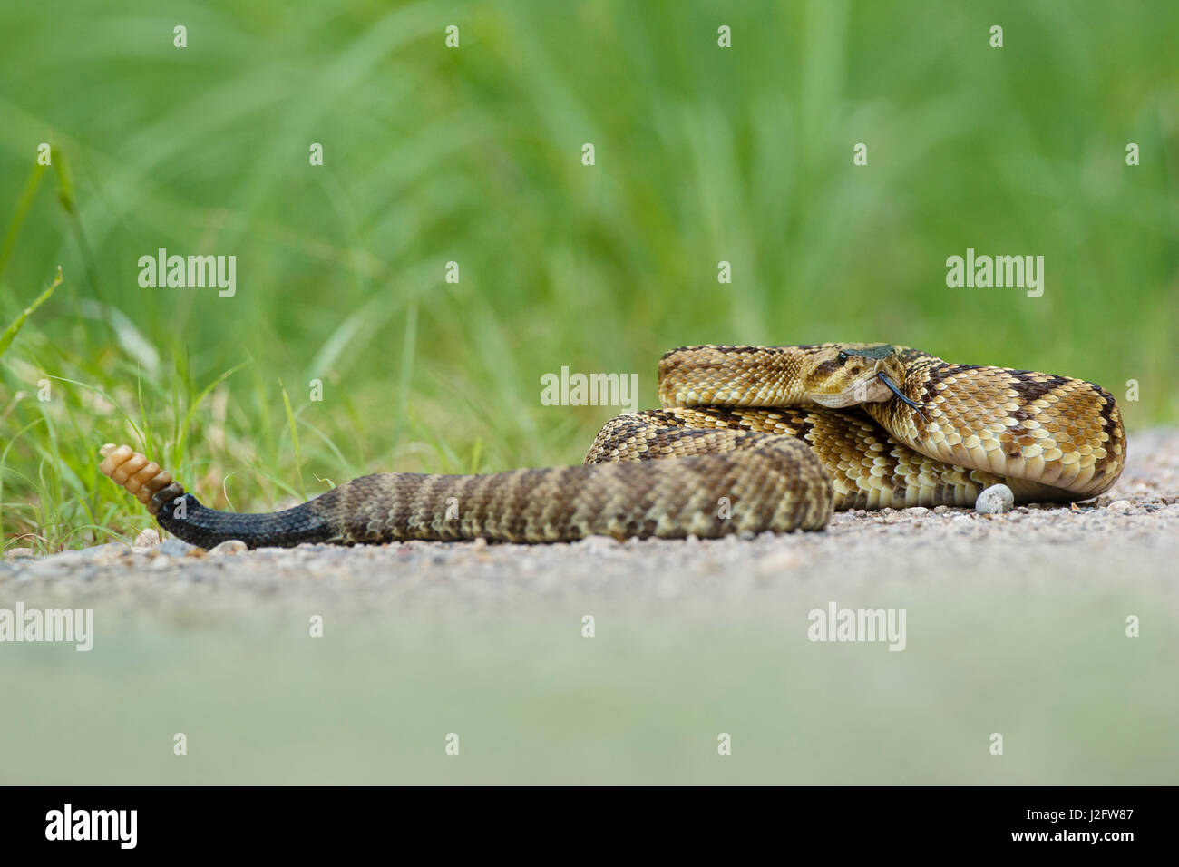 Black-tailed Rattlesnake (Crotalus Molossus) coiling Stock Photo