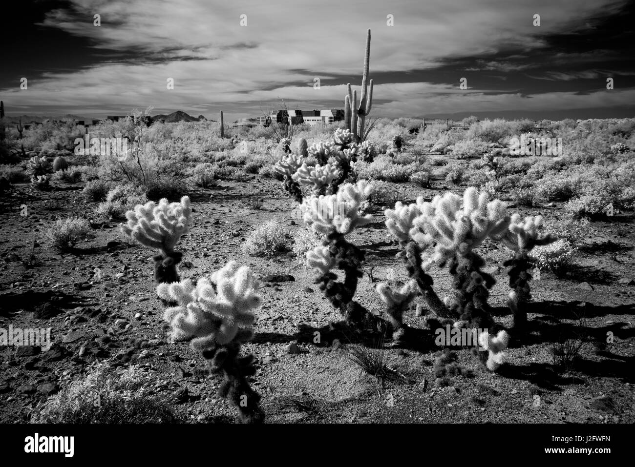 USA, Arizona, Scottsdale, Mayo Clinic Campus (Large format sizes