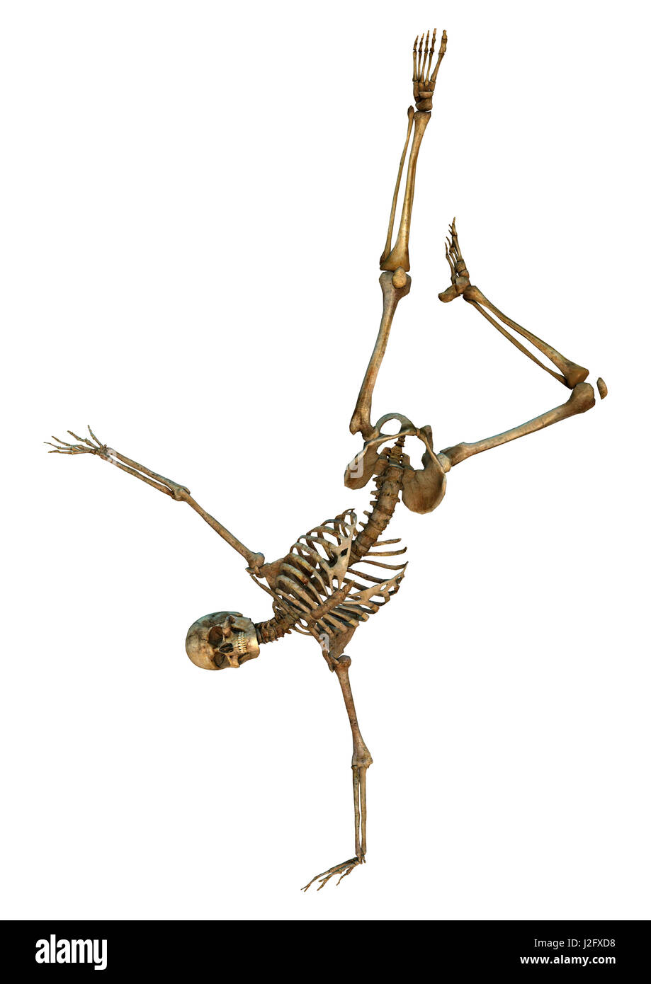 3D rendering of a human skeleton isolated on white background Stock ...