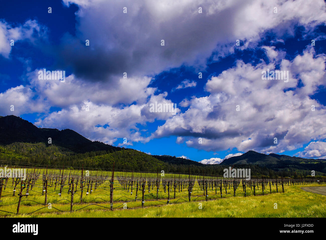 Santa Rosa, Sonoma, California. Vineyard and view of green foothills ...