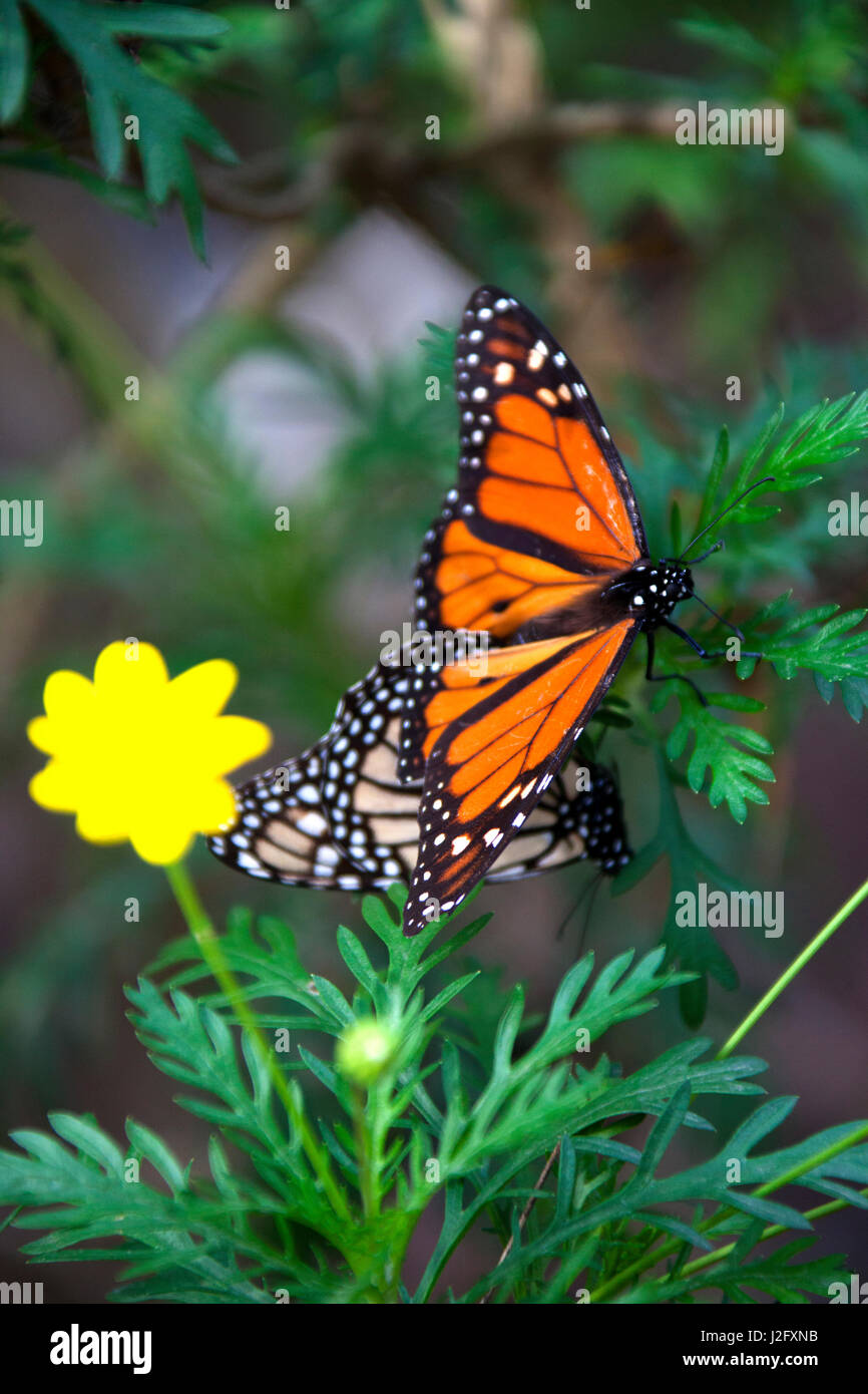 USA, California, Monterey. Mating Monarch Butterflies at Monarch Grove