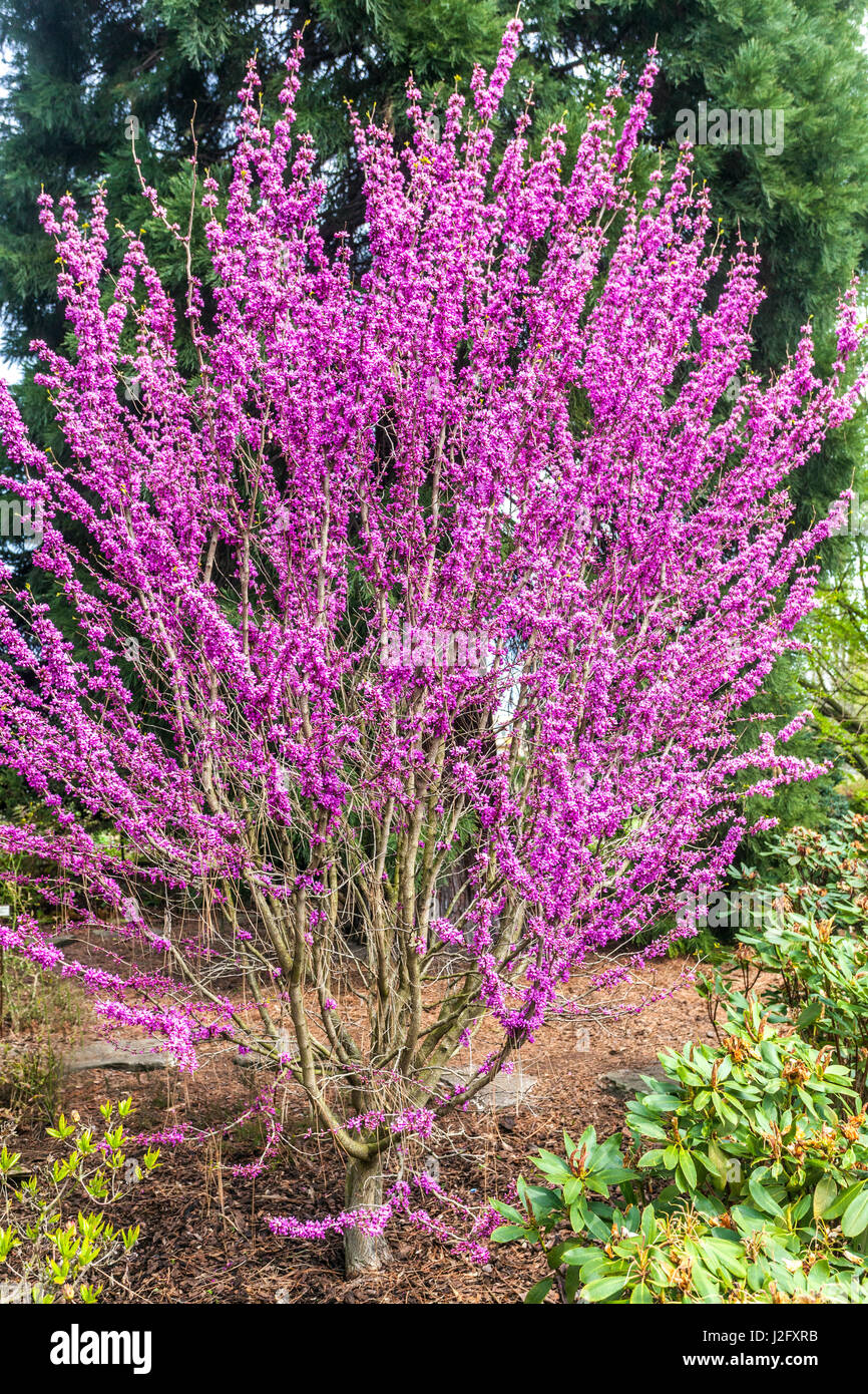 Cercis chinensis "Avondale", Chinese redbud, pink flower Stock Photo Alamy