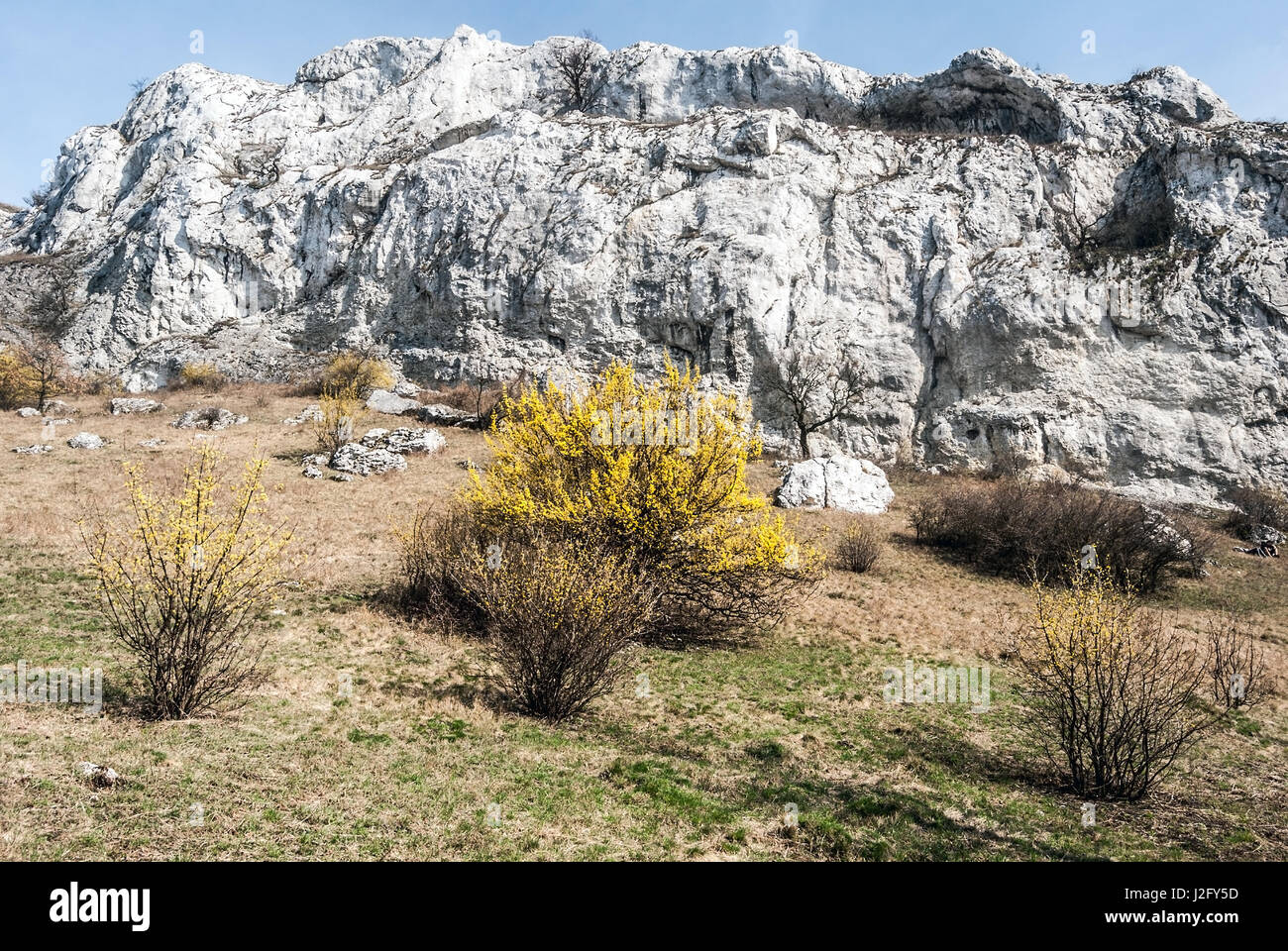 spring Palava mountains in NPR Devin - Kotel - Souteska in South Moravia with meadow, flowering cornus mas plants, limestone rocks and clear sky Stock Photo