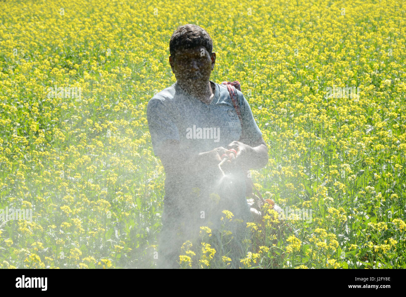 Farmer spraying pesticide Stock Photo - Alamy
