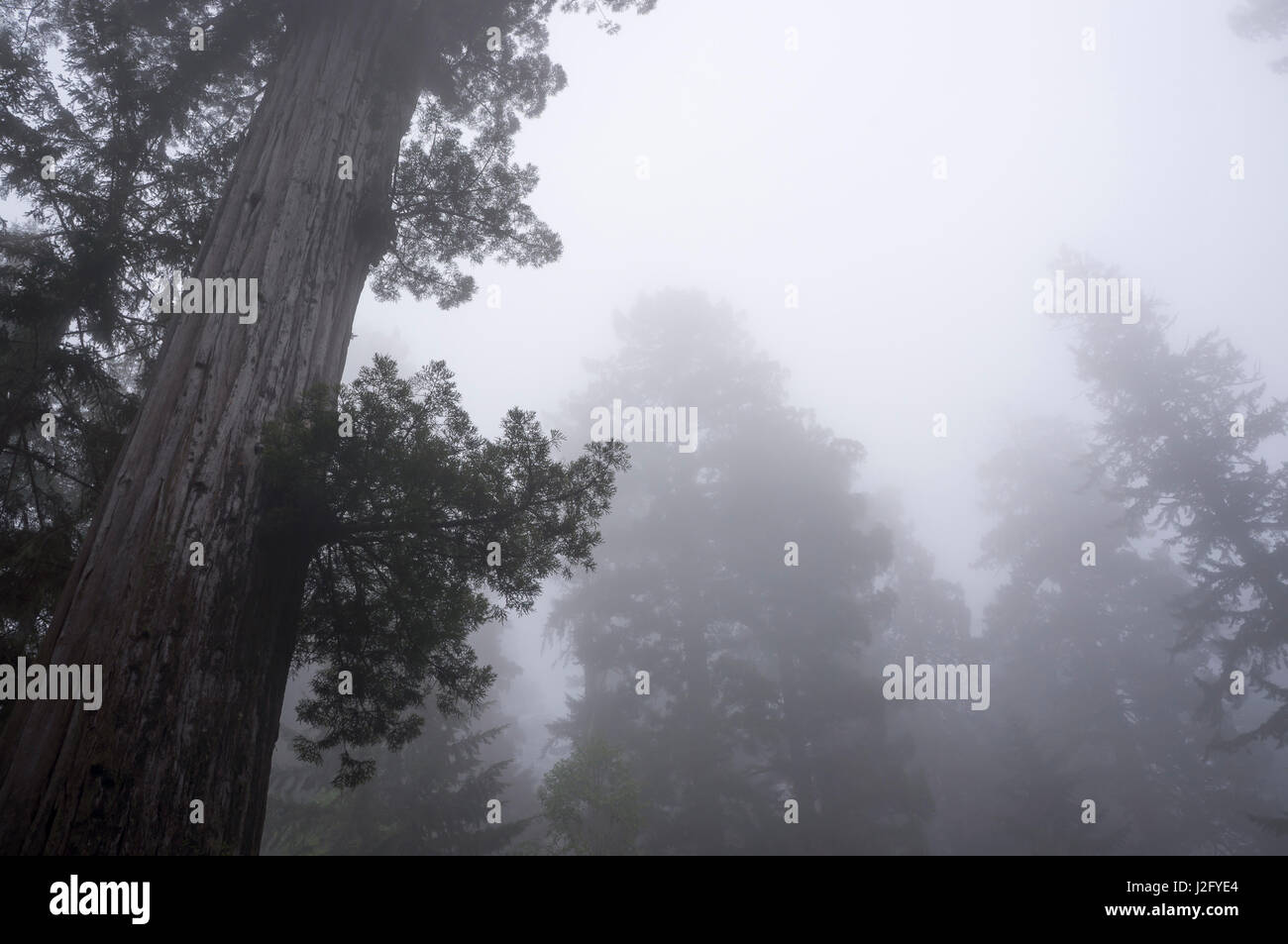 Redwoods, Lady Bird Johnson Grove in fog, Prairie Creek Redwoods State Park, Redwoods National and State Parks, California Stock Photo