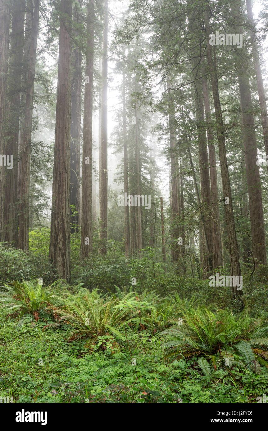 Redwoods, Lady Bird Johnson Grove in fog, Prairie Creek Redwoods State Park, Redwoods National and State Parks, California Stock Photo