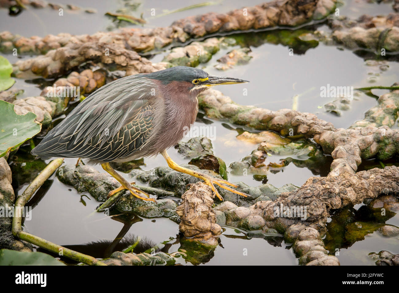 Green Heron Going Across Lily Pad Roots Southeastern Florida Everglades Stock Photo Alamy