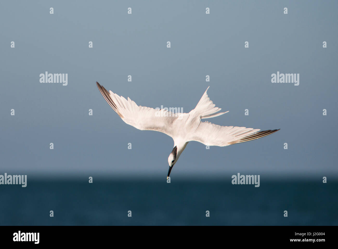 A Lesser Tern Diving Into The Water For Fish Stock Photo Alamy a-lesser-tern-diving-into-the-water-for-fish-stock-photo-alamy