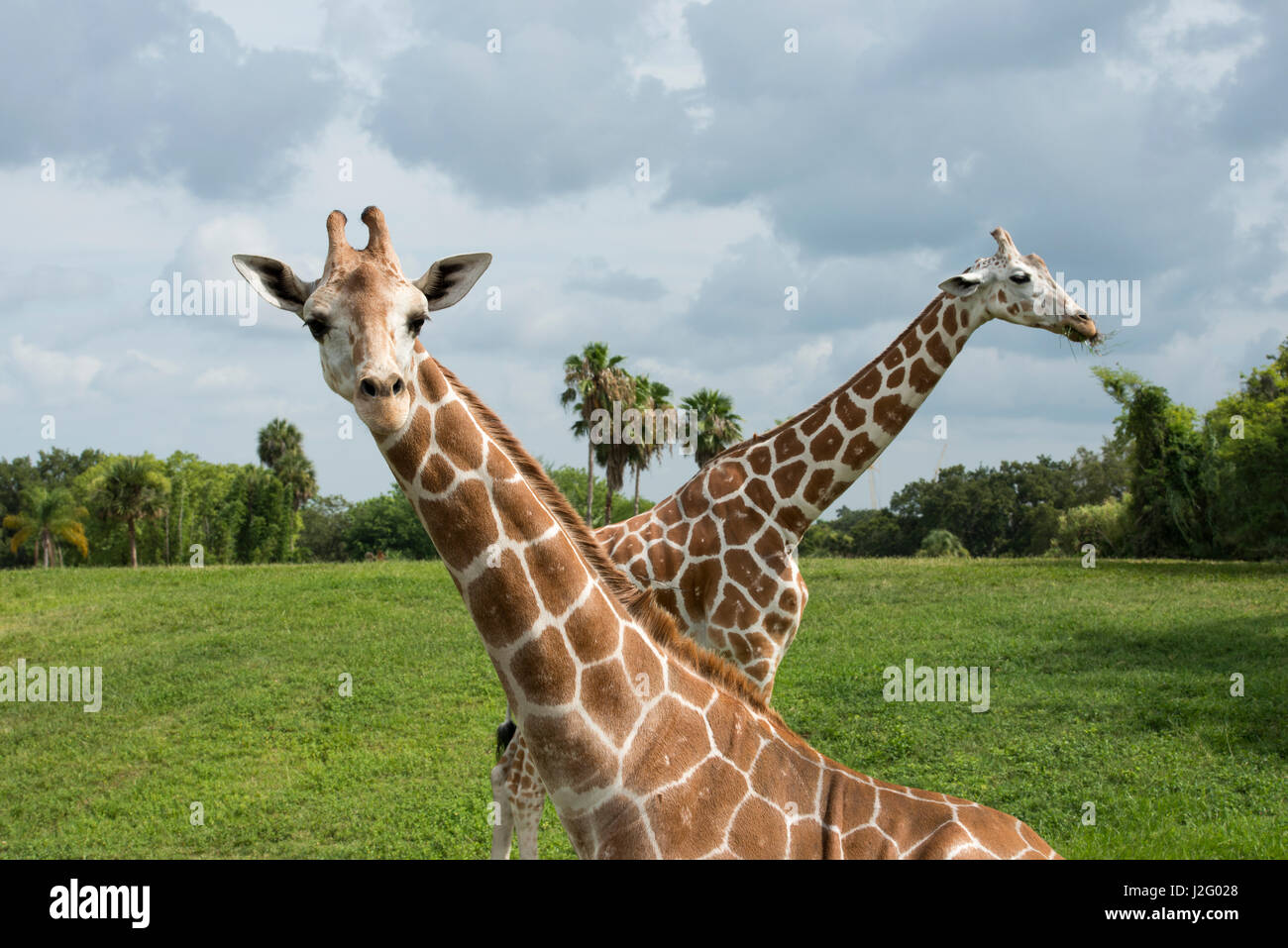 Two giraffes crossed, one looking at viewer and one with grass in mouth (Large format sizes available) Stock Photo