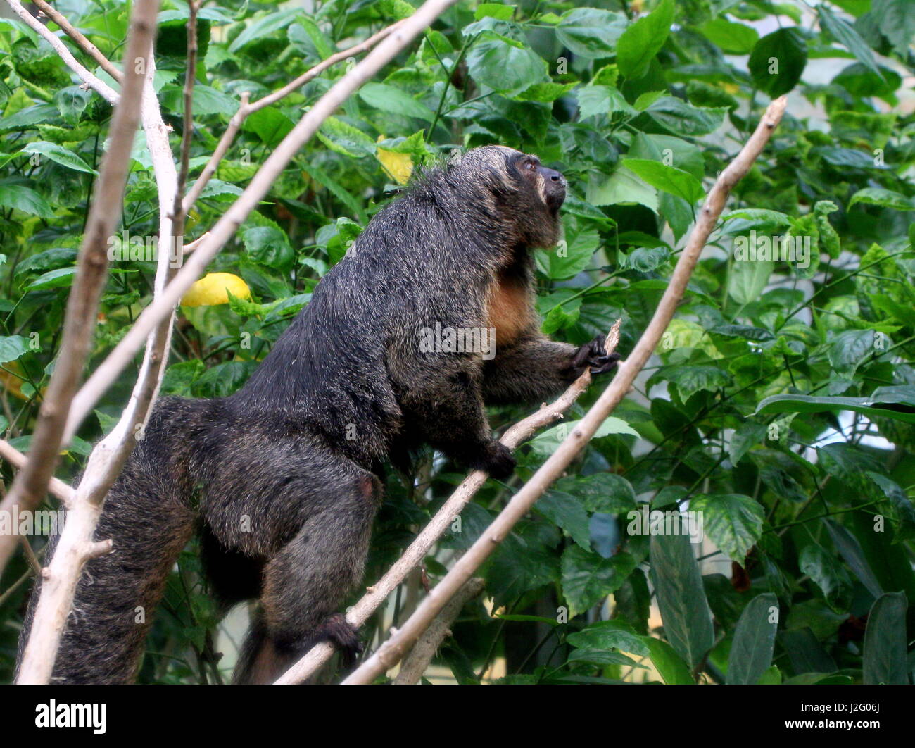 Female South American white faced saki monkey (Pithecia pithecia ...