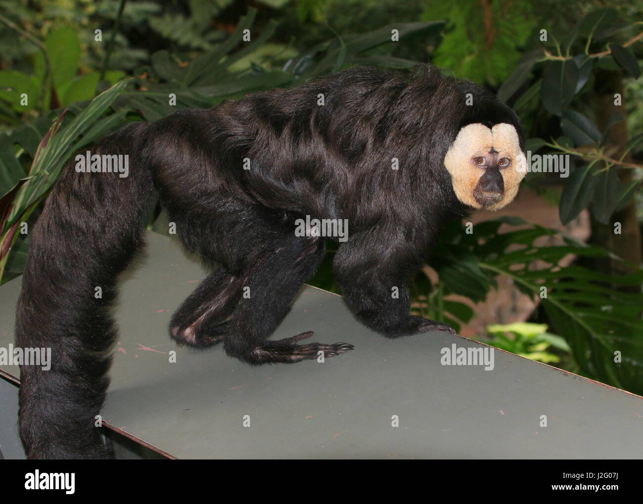 Mature Male South American white faced saki monkey (Pithecia pithecia) in a Dutch Zoo Stock Photo