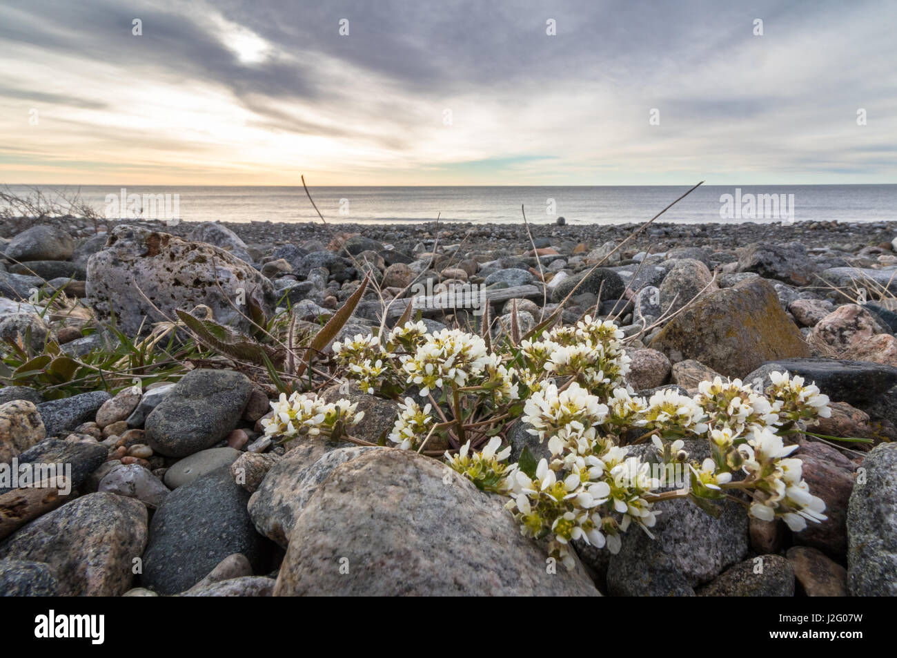 Common Scurvygrass, Cochlearia officinalis, with white flowers, growing on the pebble shore with a view of the sunset over the ocean. The scurvy grass Stock Photo