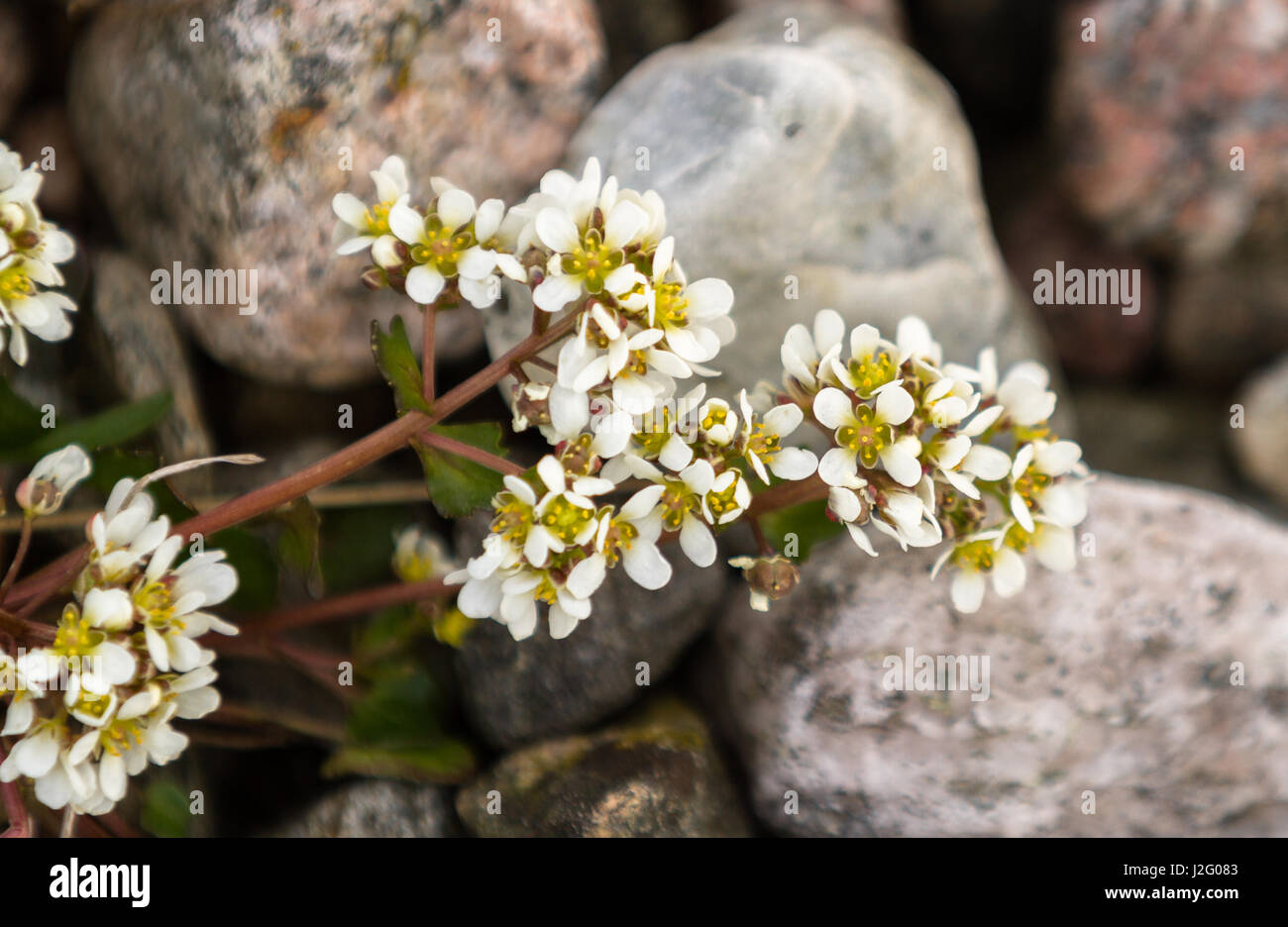 Common Scurvygrass, Cochlearia officinalis, with white flowers, growing on the pebble shore. The scurvy grass is rich in vitamin C, and were used by s Stock Photo