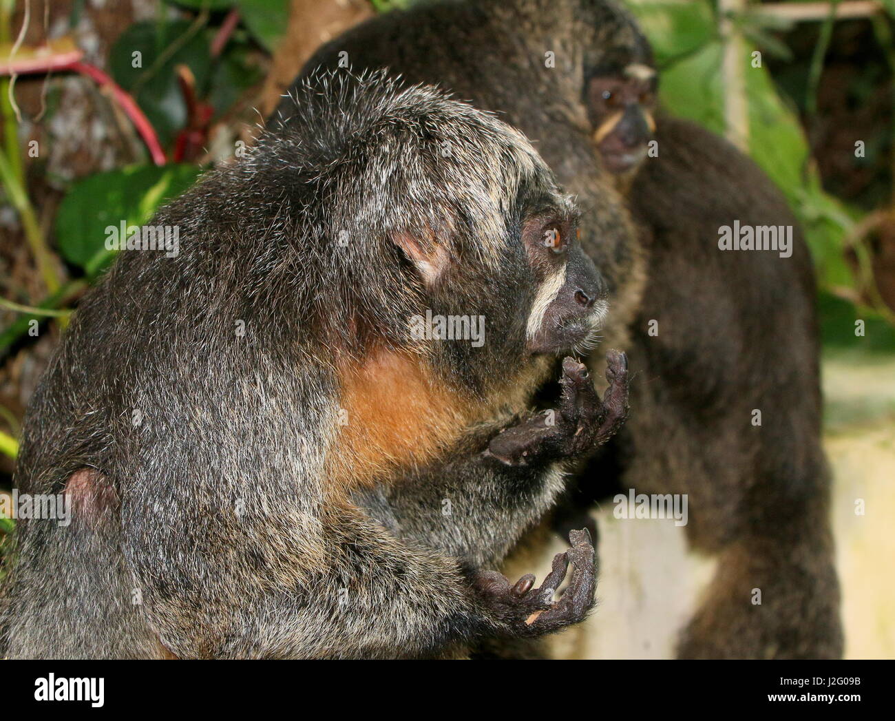 Guianan sakis hi-res stock photography and images - Alamy