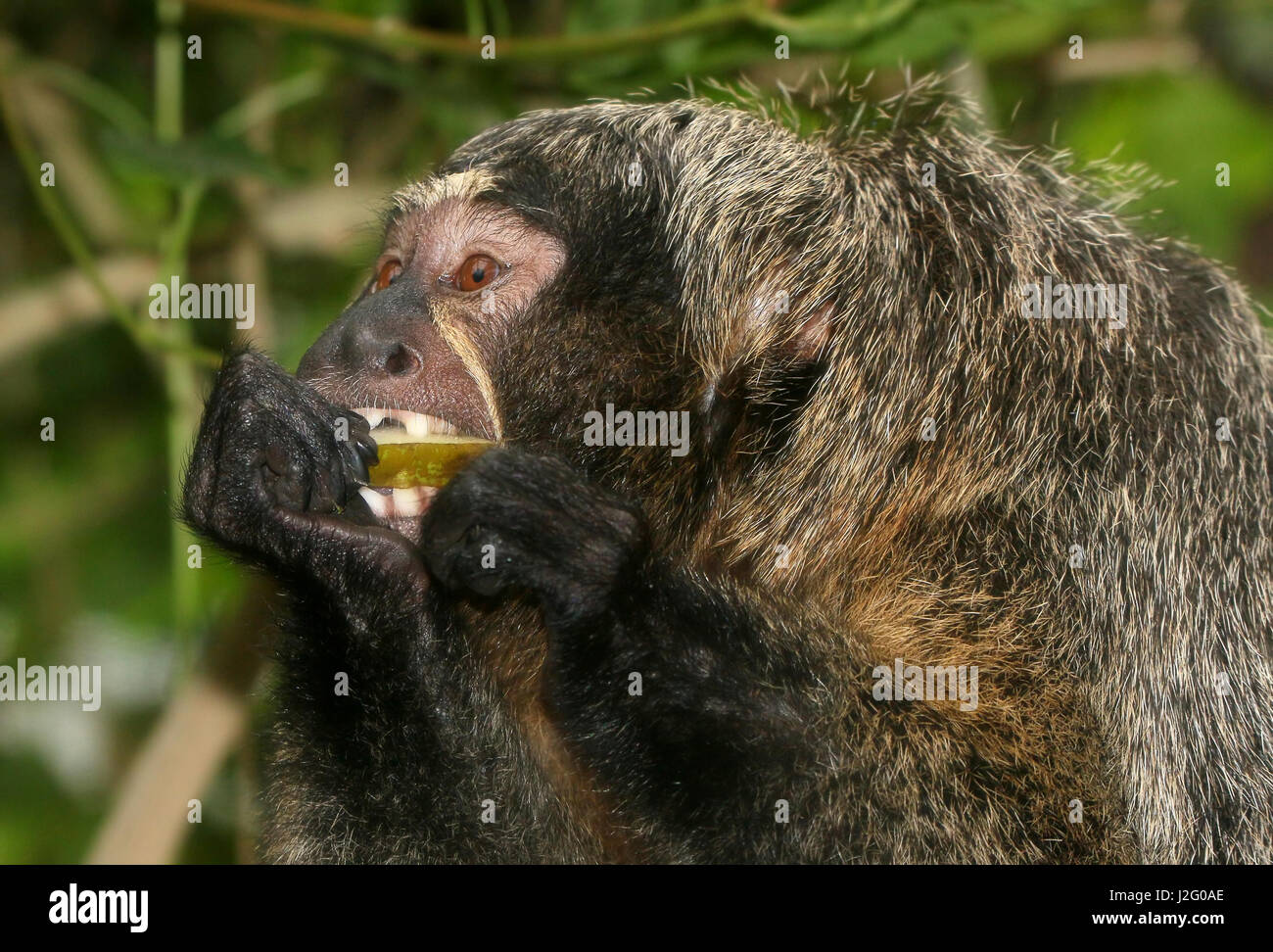 Female South American white faced saki monkey (Pithecia pithecia ...