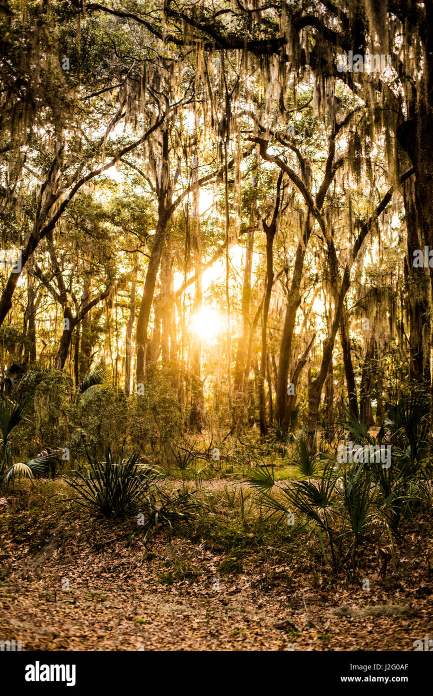 Savannah, Skidaway Island State Park, Spanish Moss Trees, and