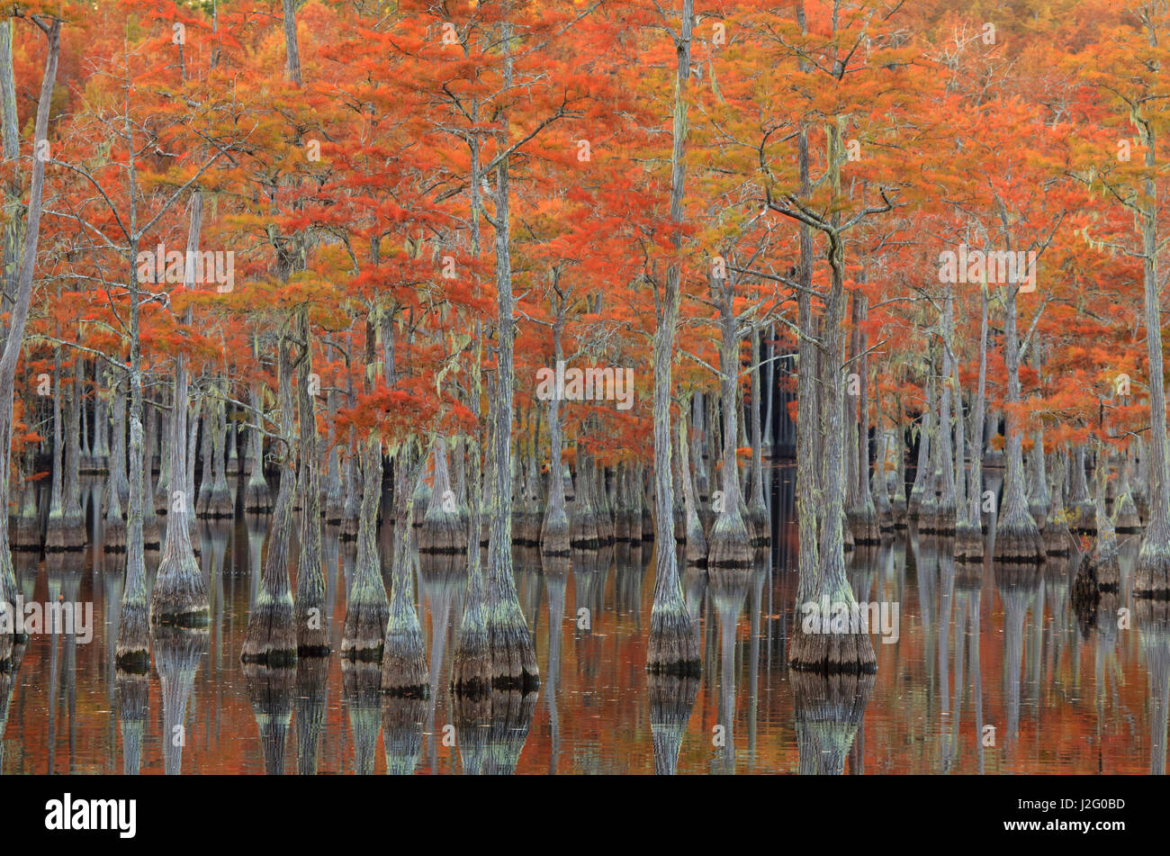 USA, Autumn, cypress trees at Smith State Park Stock