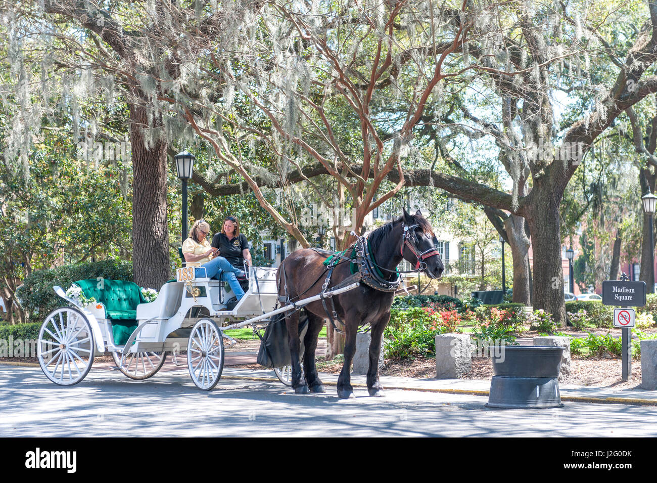 Savannah Georgia Horse Stock Photos Savannah Georgia Horse Stock