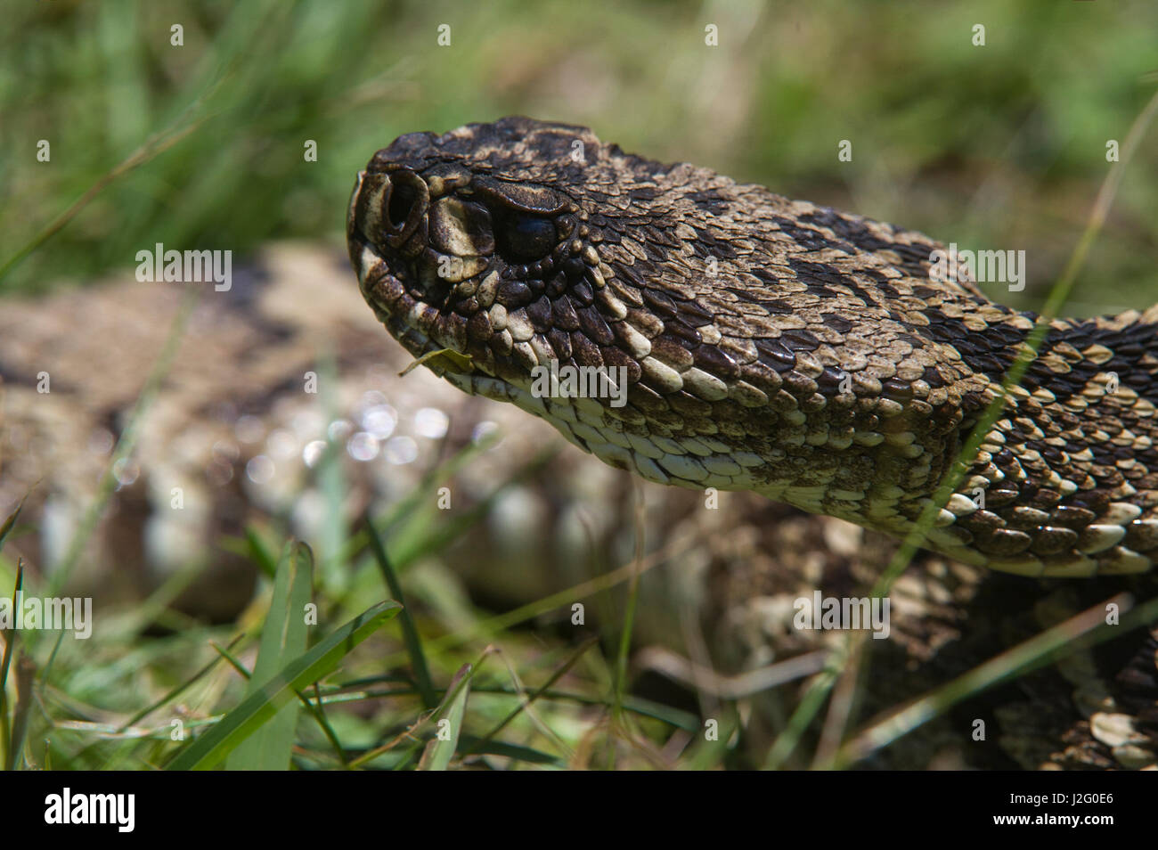 Eastern Diamondback Rattlesnake (Crotalus adamanteus) Little St Simon's
