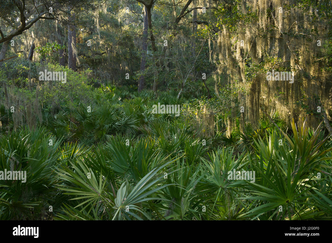 Coastal forest with Spanish moss (Tillandsia usneoides) growing upon Southern Live Oak (Quercus Virginiana) and Saw palmetto (Serenoa ripens), Little St Simon's Island, Barrier Islands, Georgia, USA Stock Photo