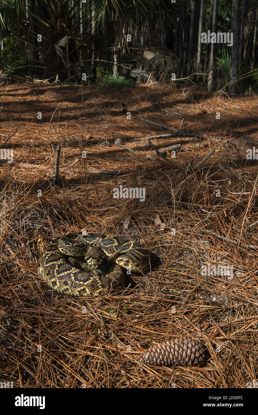 Eastern Diamondback Rattlesnake (Crotalus adamanteus), Little St Simon