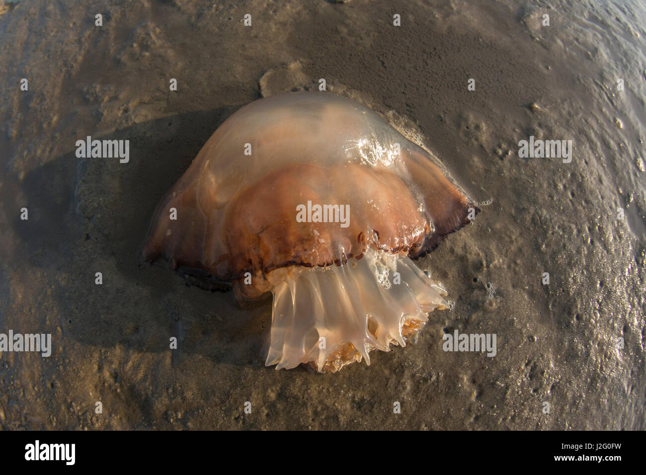Cannonball Jellyfish