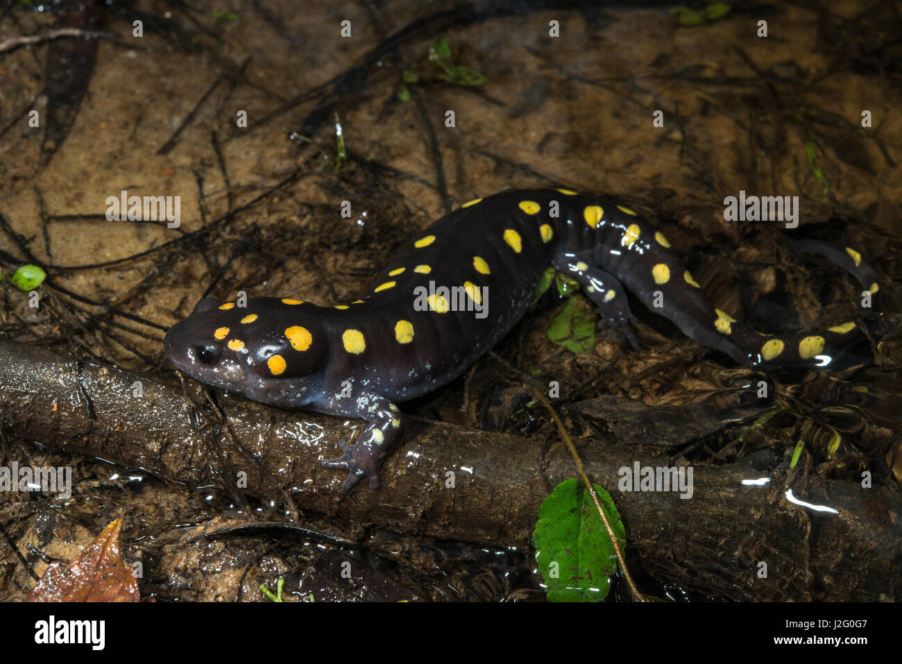 Spotted Salamander (Ambystoma maculatum) Captive. The Orianne Indigo Snake Preserve, Telfair County. Georgia, USA Stock Photo