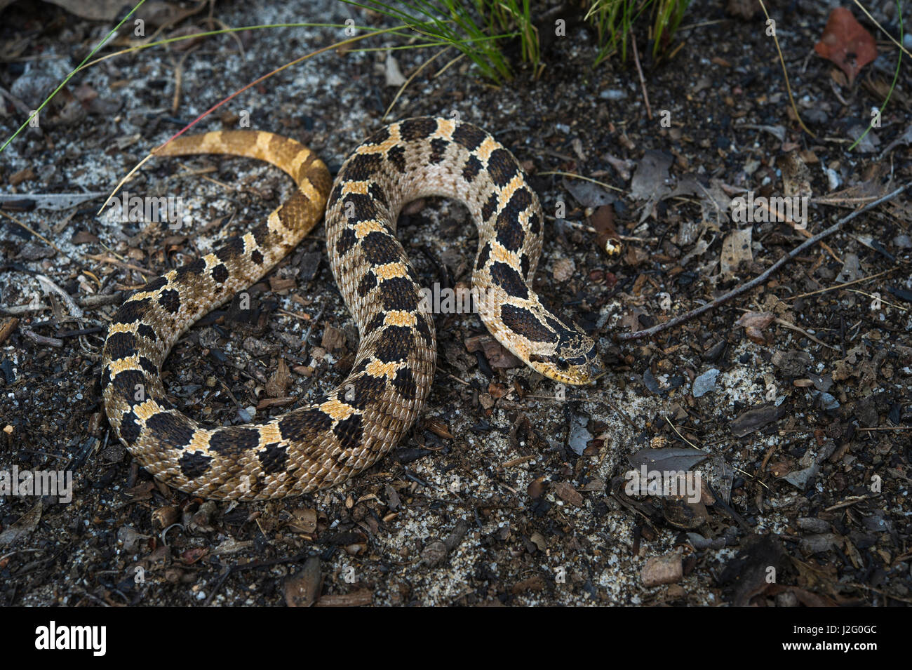 Southern Hognose Snake (Heterodon simus), Captive. USA Stock Photo Alamy
