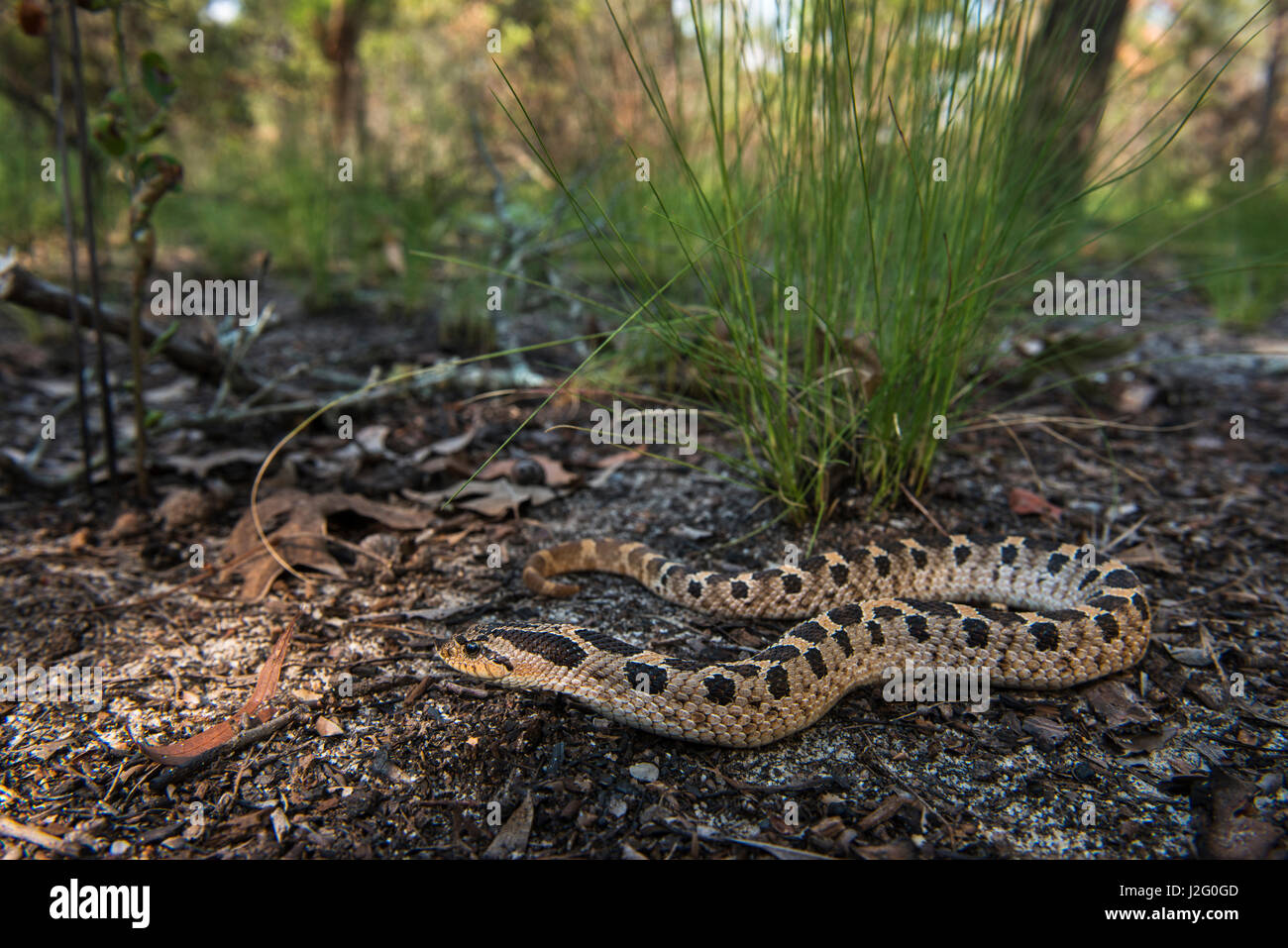 Southern Hognose Snake Heterodon Simus Captive Usa Stock Photo Alamy