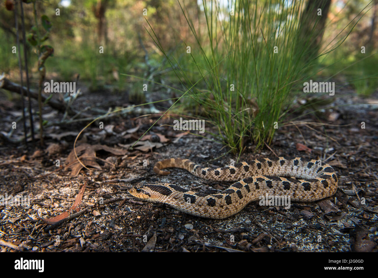 southern hognose snake range