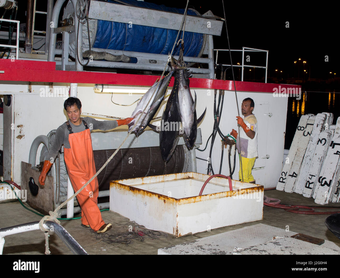 USA, Hawaii, Oahu, Honolulu. Yellowfin tuna hoisted off fishing boat at Honolulu Fish Auction