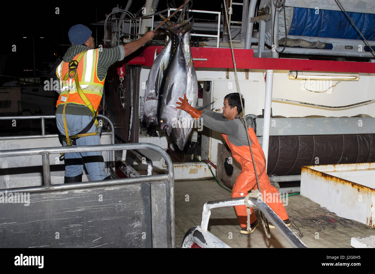 USA, Hawaii, Oahu, Honolulu. Yellowfin tuna hoisted off fishing boat at